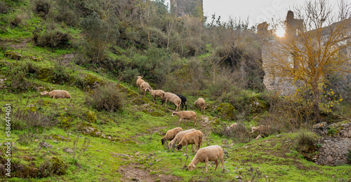 Abandoned Greek village in Turkey. Stone houses and ruins of Fethiye Kayakoy. photo