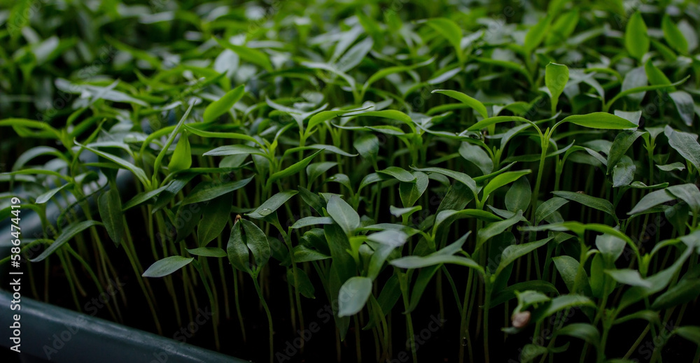 Pepper seedlings in a tray on the windowsill, growing seedlings, close-up. Pepper seedlings in a tray on the windowsill, growing seedlings, close-up.