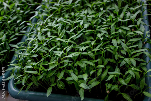Pepper seedlings in a tray on the windowsill  growing seedlings  close-up.