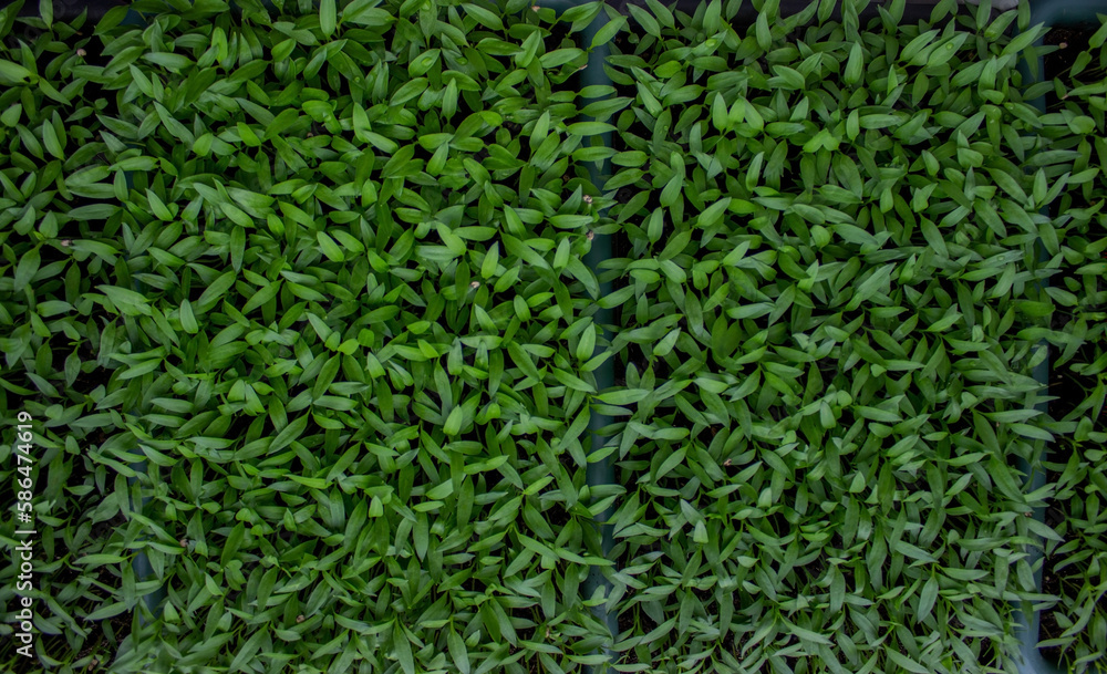 Pepper seedlings in a tray on the windowsill, growing seedlings, close-up. Pepper seedlings in a tray on the windowsill, growing seedlings, close-up.