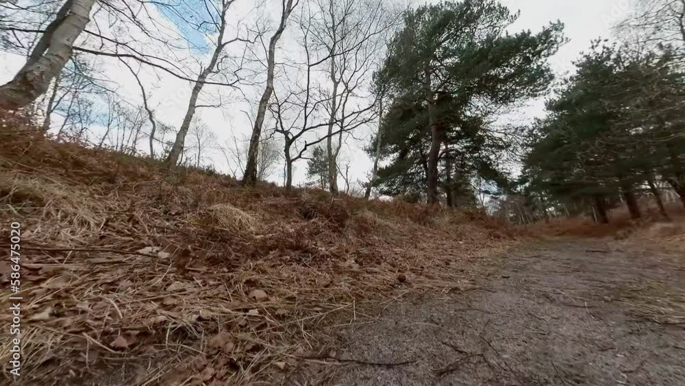Low down panorama of the natural pine forest in the springtime Low down panorama of the natural pine forest in the springtime