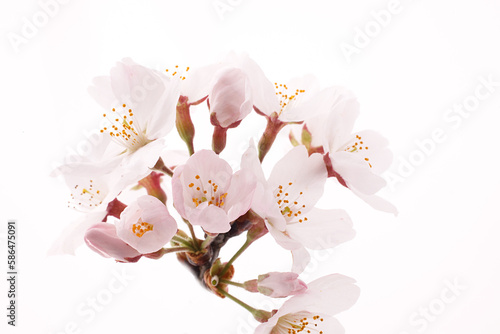 桜の花　白バック　スタジオ撮影