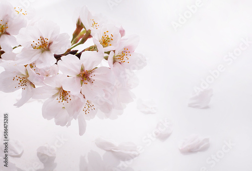 桜の花 白バック スタジオ撮影