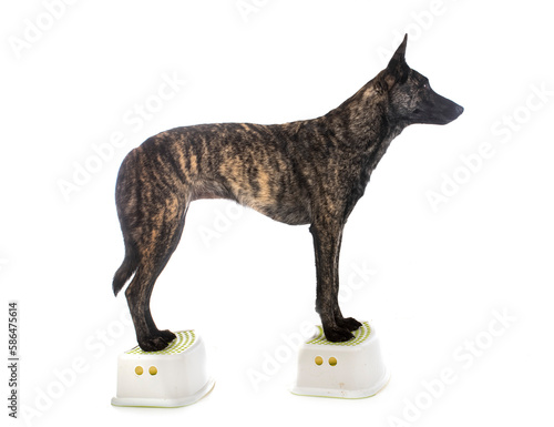 Картината върху платно Dutch Shepherd in studio