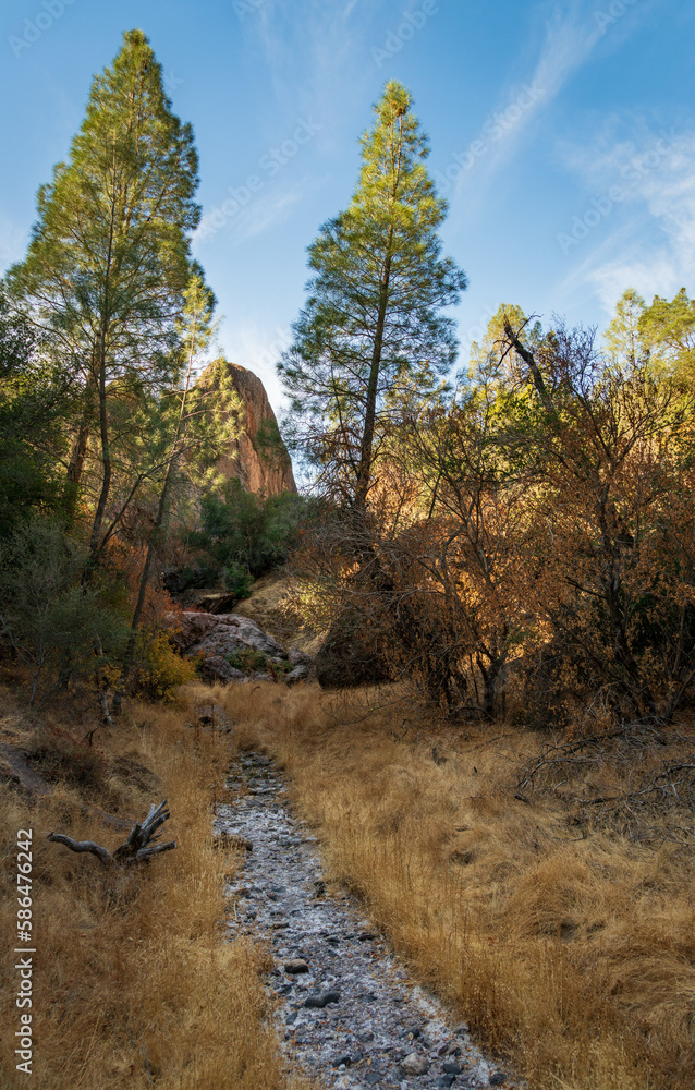 Summer Plants and Trees at Pinnacles National Park Summer Plants and Trees at Pinnacles National Park