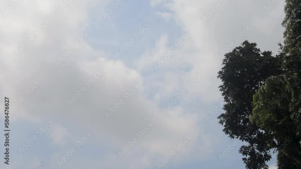 Blue Sky With Thick White Clouds And Soaring Trees And Green Leaves Blue Sky With Thick White Clouds And Soaring Trees And Green Leaves