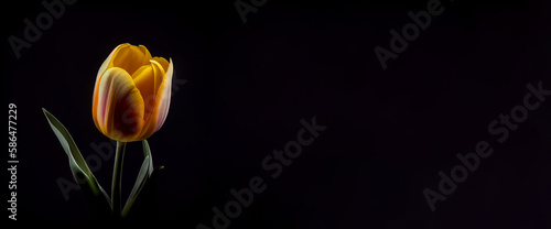 tulip flower in black background generative ai