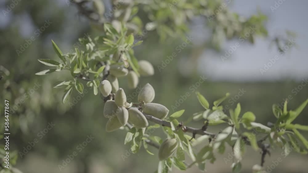 amandes sur branches d'amandiers slowmotion amandes sur branches d'amandiers slowmotion