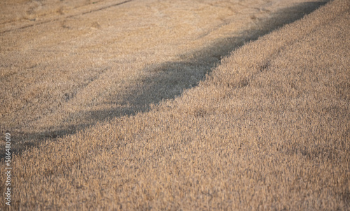 Straw in the field. The field after the harvest. The chopped straw is ready to be pressed.