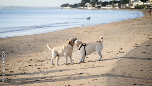 Two dogs playing on the beach  out-of-focus people and houses in the background. Milford beach. Auckland.