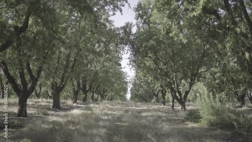 Wallpaper Mural champs d'amandiers Torontodigital.ca