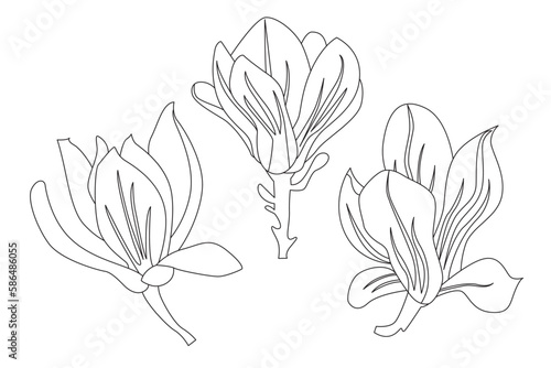 Set of Isolated Magnolias. Line Art style. Trendy Design Template. Hand Draw Vector Illustration.