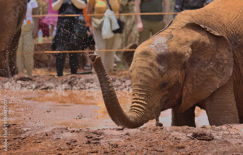 a cute and playful baby african elephant having fun in the mud and using its trunk to spray mud over its body at the Sheldrick Wildlife Trust Orphanage, Nairobi Nursery Unit, Kenya photo