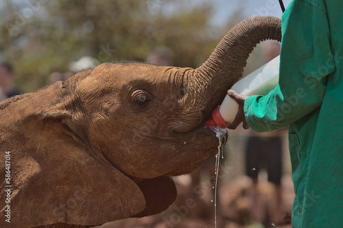 a young orphaned african elephant drinks milk from a bottle by its keeper's hands at the Sheldrick Wildlife Trust Orphanage, Nairobi Nursery Unit, Kenya