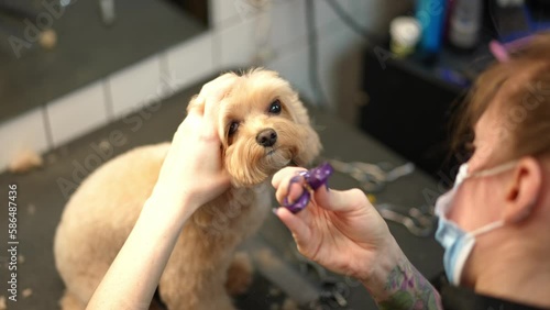 High angle view cute small dog in pet grooming with tattooed young Caucasian woman cutting fur from face with scissors. Portrait of adorable purebred Bolognese with professional groomer indoors photo