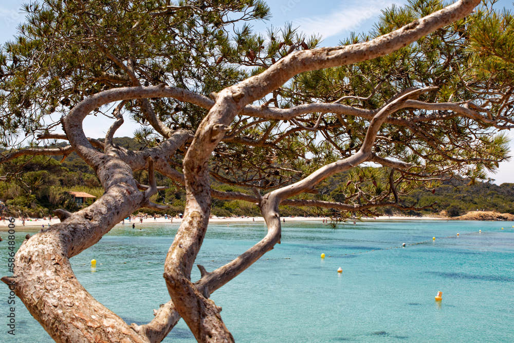 vue sur la plage de sable blanc de Porquerolles avec en avant plan un pin parasol donnant toute l'intimité et la douceur à la photo vue sur la plage de sable blanc de Porquerolles avec en avant plan un pin parasol donnant toute l'intimité et la douceur à la photo