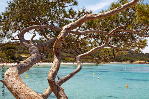 vue sur la plage de sable blanc de Porquerolles avec en avant plan un pin parasol donnant toute l'intimité et la douceur à la photo  © pj69