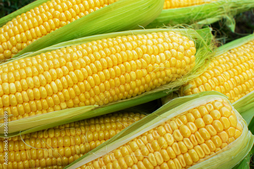Top view of freshly harvested ears of corn