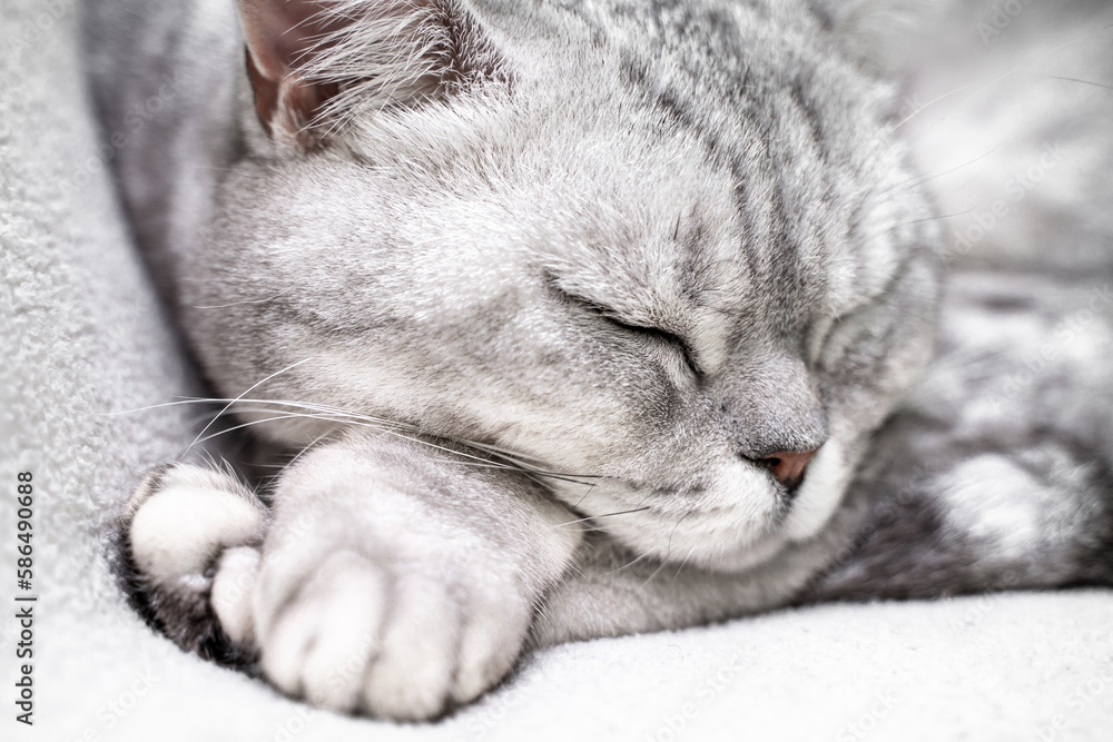Fototapeta premium scottish straight cat is sleeping. Close-up of the muzzle of a sleeping cat with closed eyes. Against the backdrop of a light blanket. Favorite pets, cat food.