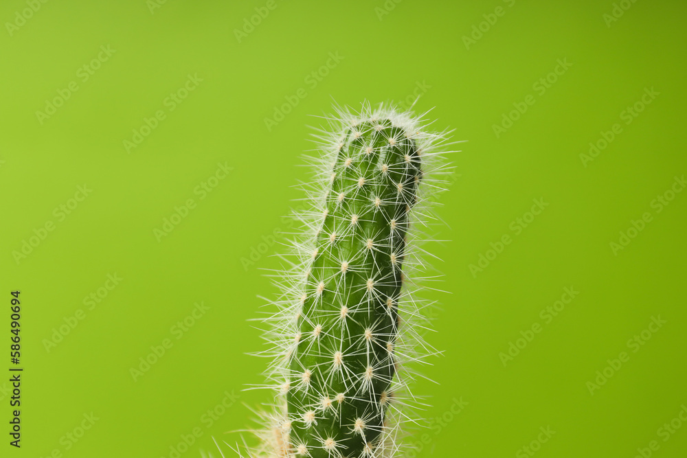 Cozy hobby growing house or indoor plants - cactus Cozy hobby growing house or indoor plants - cactus