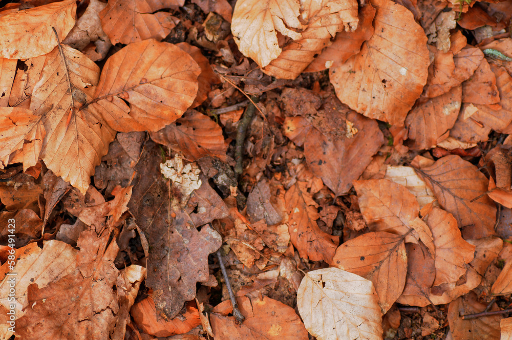 Fallen leaves on the ground in the forest. Autumn background. Fallen leaves on the ground in the forest. Autumn background.