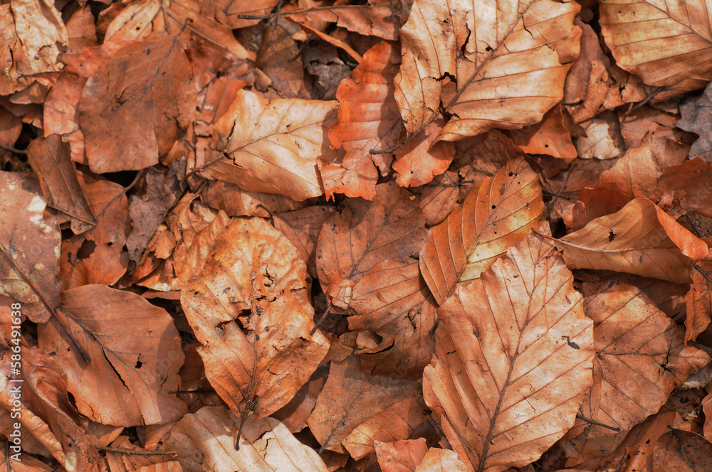 Fallen leaves on the ground in the forest. Autumn background.