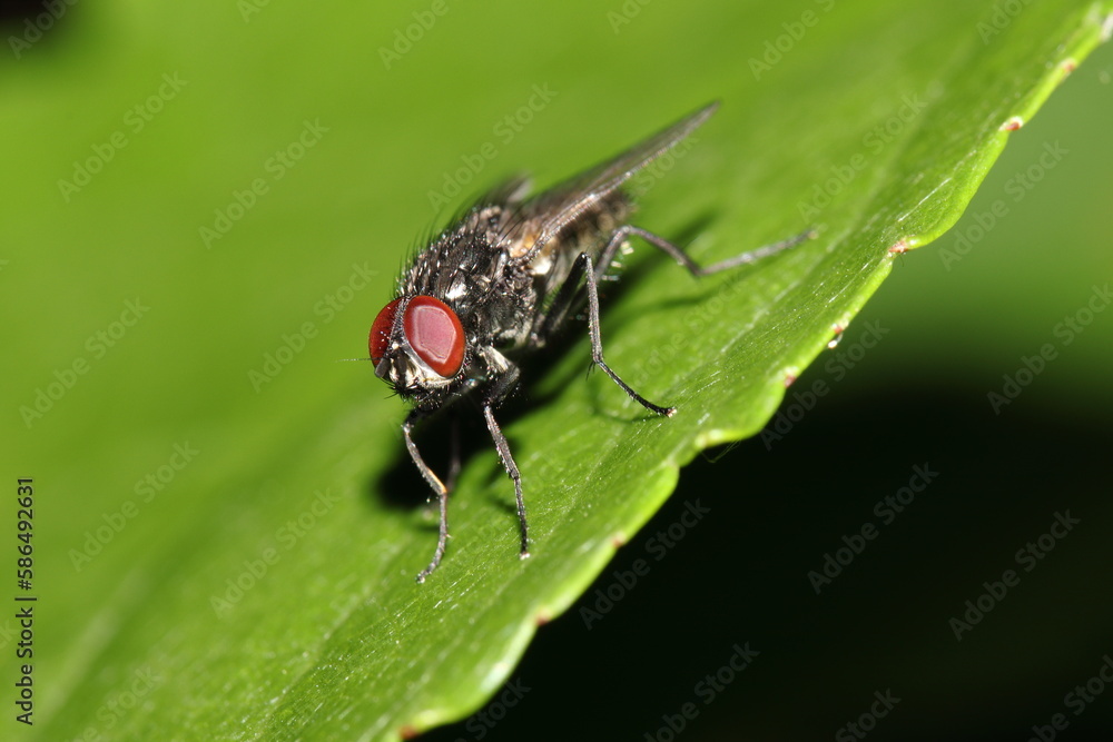 a fly sits on a plant in the studio a fly sits on a plant in the studio