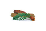 Tamarind fruits with green leaves isolated on white background.