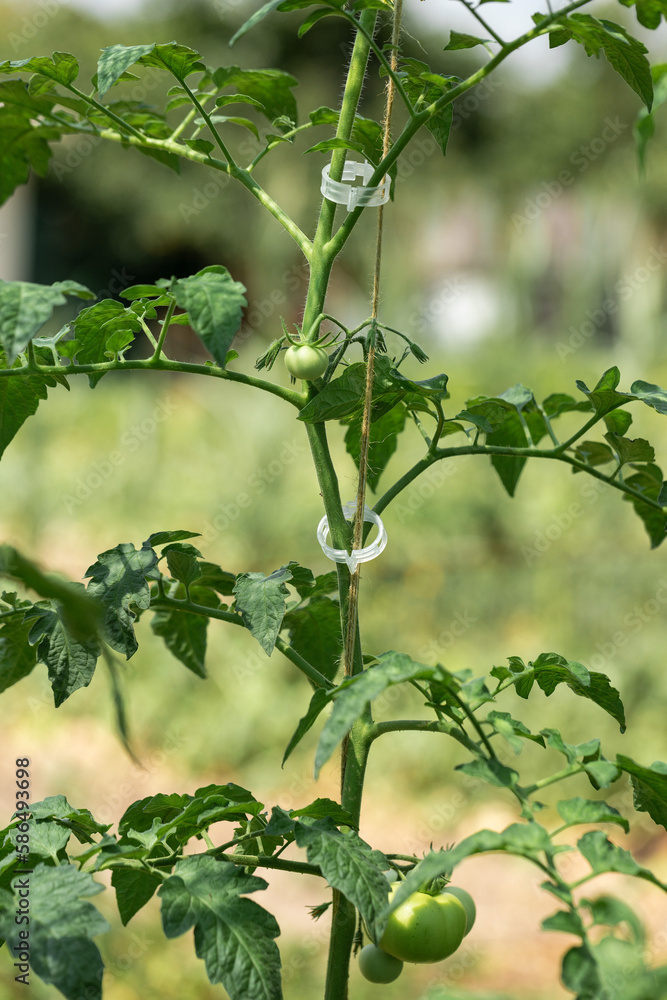 Fototapeta premium Growing tomatoes in high beds inside a greenhouse. Farming, drip irrigation.