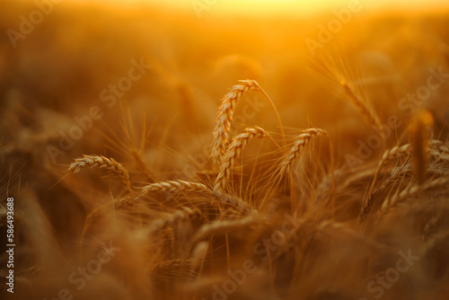 Golden spikelets of wheat in the field at sunset. Agricultural concept. Harvest nature growth.