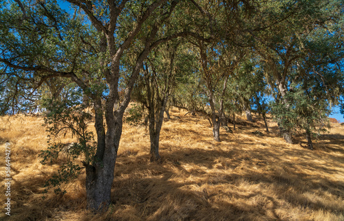 Summer Plants and Trees at Pinnacles National Park