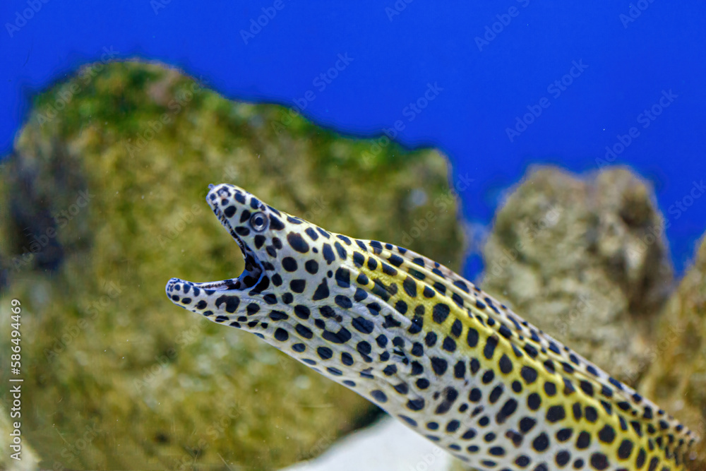 Underwater shot of Gymnothorax favagineus fish Underwater shot of Gymnothorax favagineus fish