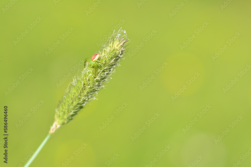 Green crab spider ( Diaea dorsata ) on a plant in nature Green crab spider ( Diaea dorsata ) on a plant in nature