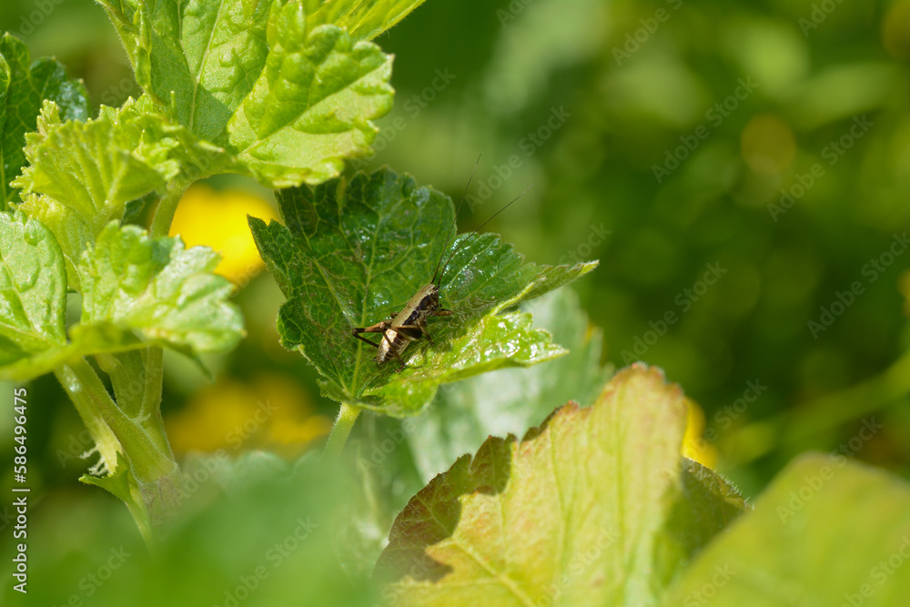 Brown grasshopper in green nature Brown grasshopper in green nature