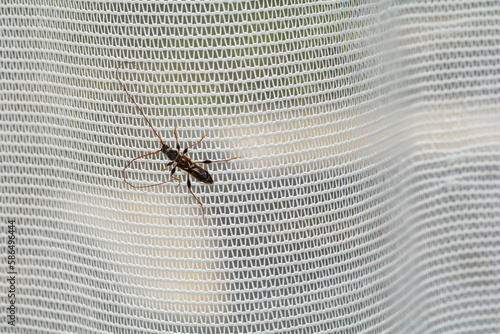 Longhorn beetle on a window curtain