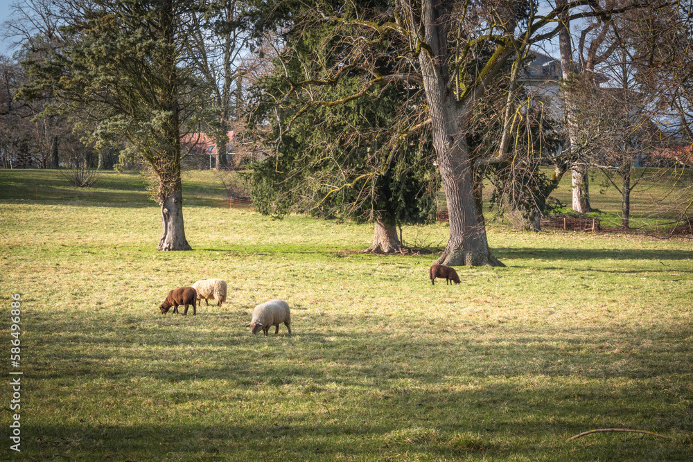 moutons au paturage, campagne Genevoise moutons au paturage, campagne Genevoise