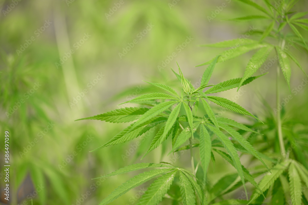 Hemp or Cannabis sativa plant growing in organic garden Hemp or Cannabis sativa plant growing in organic garden