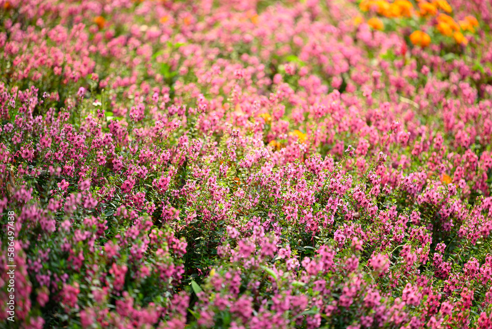 Beautiful pink flowers blossom in garden, Flower field in spring season Beautiful pink flowers blossom in garden, Flower field in spring season