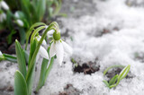 snowdrop Galanthus , gentle white snowdrop flowers growth in snow. Beautiful spring natural background. early spring season concept