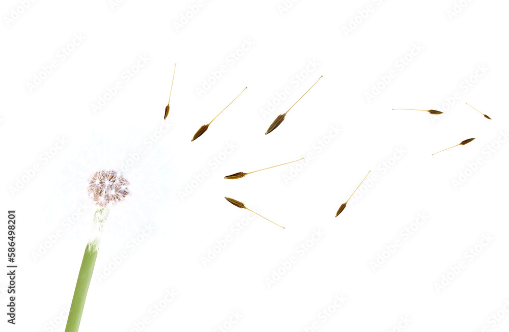 Beautiful dandelion closeup with seeds blowing away in the wind