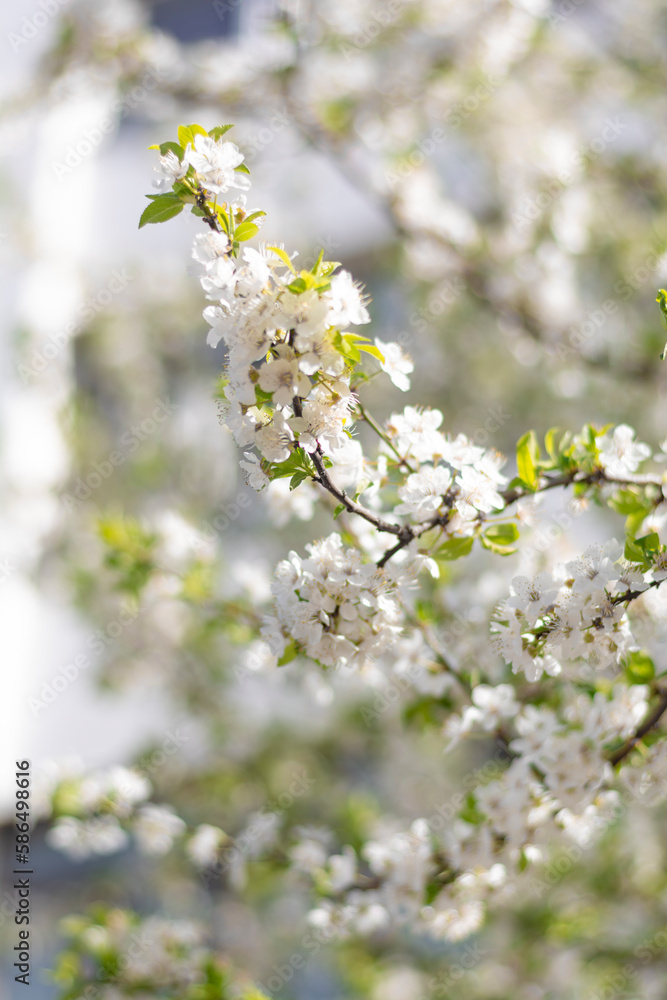 Twigs of a white crab apple tree blooming in early spring against the backdrop of a sunny blue sky Twigs of a white crab apple tree blooming in early spring against the backdrop of a sunny blue sky