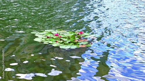 The rippled lake with Nymphaea Escarboucle in blossom photo