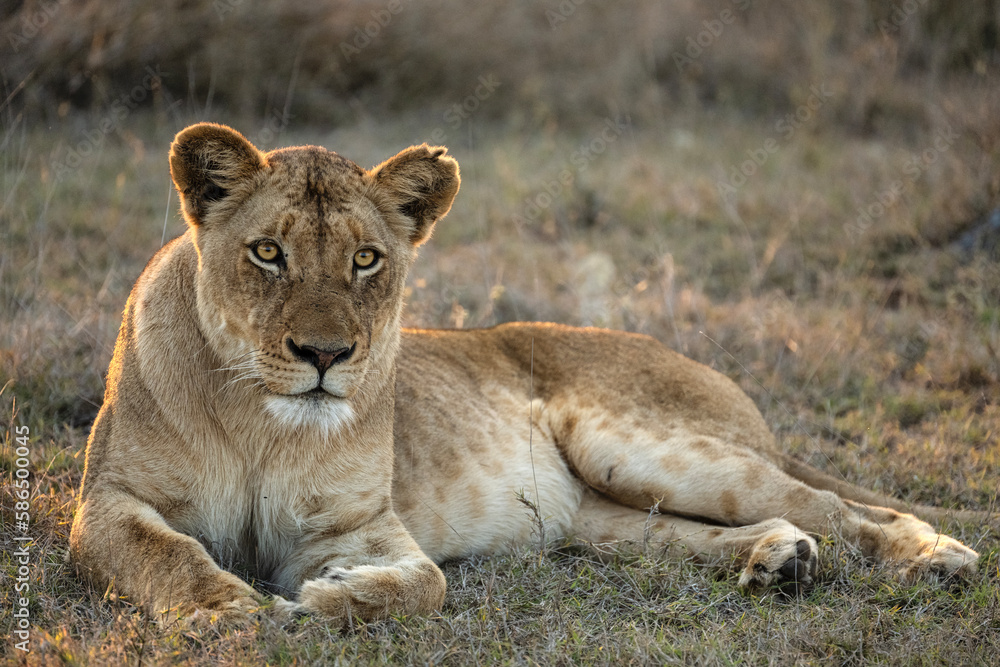 A lioness resting and looking out into the distance A lioness resting and looking out into the distance