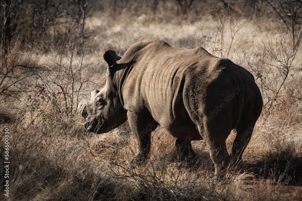 Side profile of a rhino in the wilderness Side profile of a rhino in the wilderness