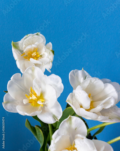  big beautiful blooming white peony tulips on blue background shallow focuse vertical