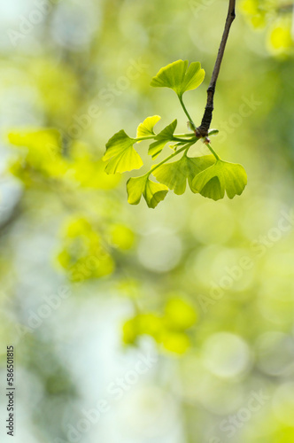 green ginkgo leaves on a sunny day