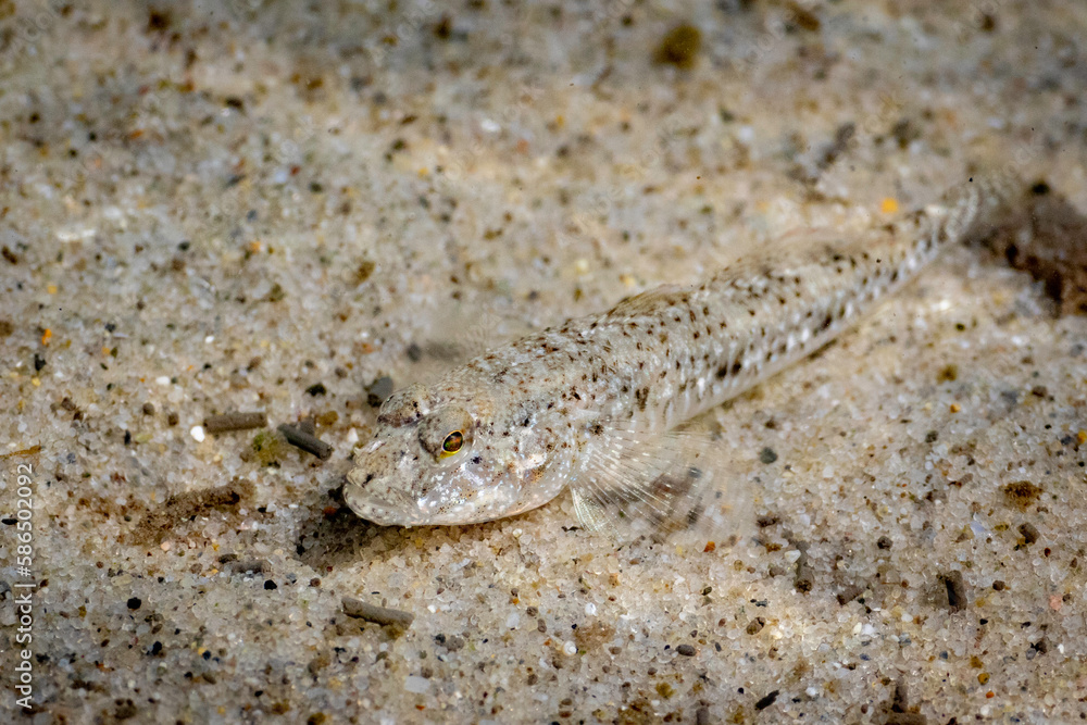 Eastern Longfin Goby (Favonigobius lentiginosus), Narooma, NSW, January 2023 Eastern Longfin Goby (Favonigobius lentiginosus), Narooma, NSW, January 2023