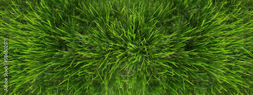 grass, field, nature, plant, lawn, meadow, spring, summer, texture, agriculture, wheat, green, backgrounds, outdoors, herb, environment, color, wind, grow, growth, crop, generative ai