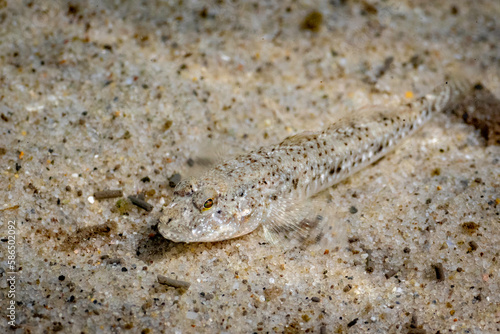 Eastern Longfin Goby  Favonigobius lentiginosus   Narooma  NSW  January 2023