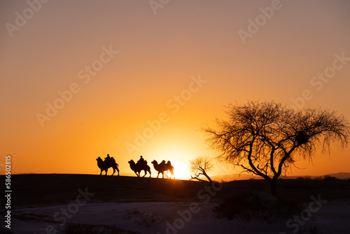 silhouette of camels at the Mini-Gobi desert Tasarkhai Mongolia